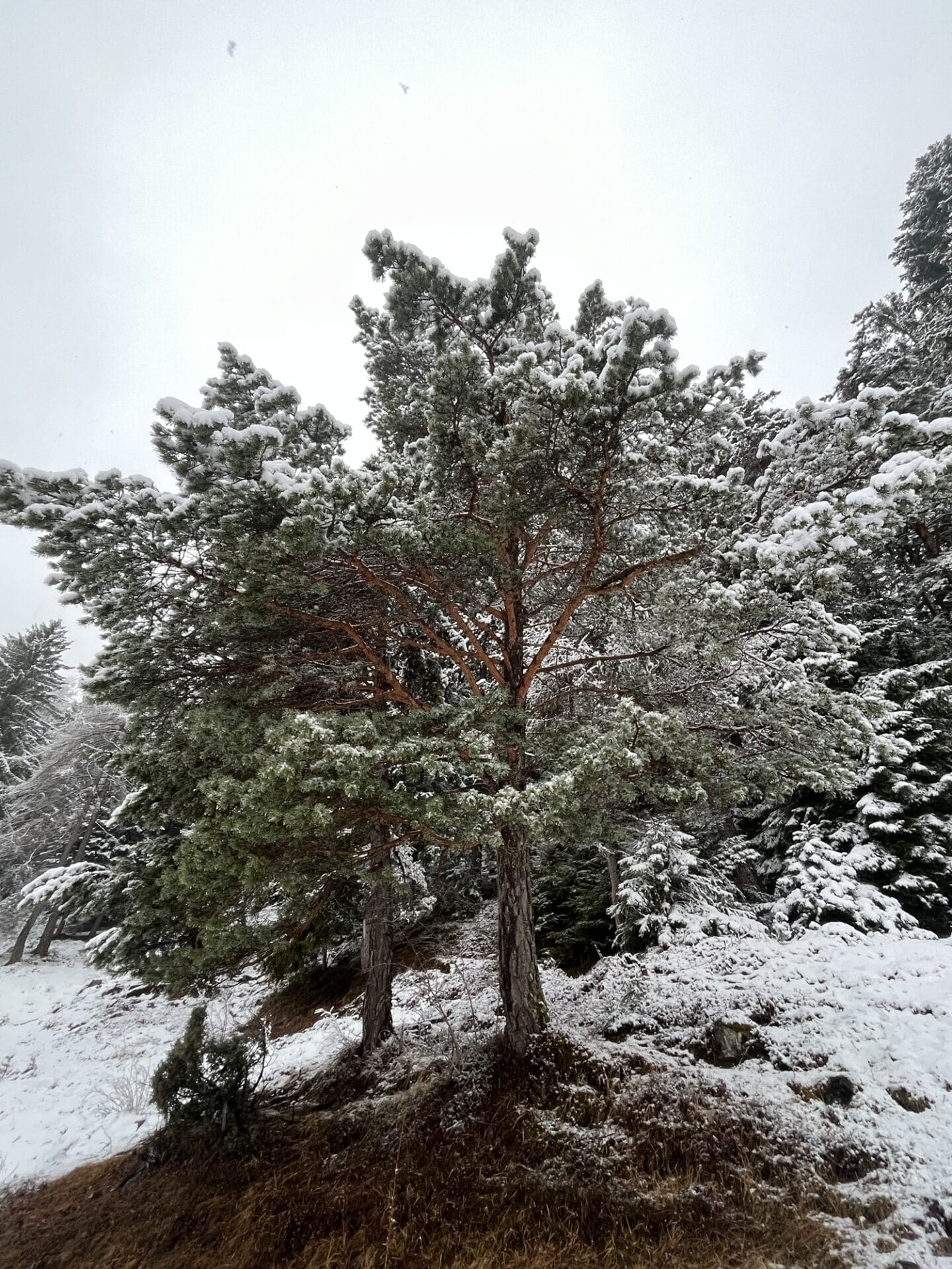 Dolomity Ski. Luty, 2024. Może wszystko jest trochę o czymś innym?