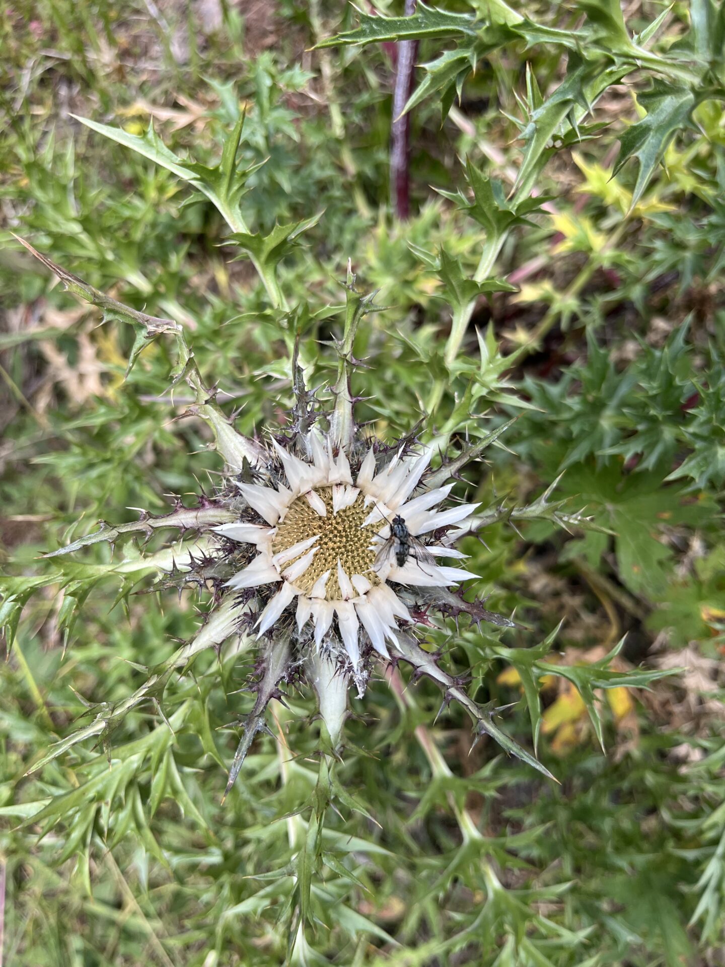 Lazurowe Wybrzeże – syreny i światło południa.